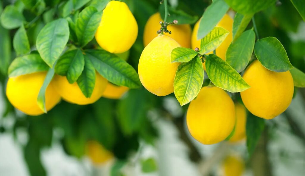 Dünyanın En Sağlıklı Gıdaları: Limon