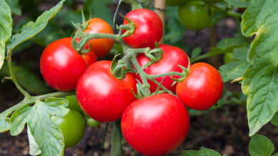 Yemeklerin, salataların olmazsa olmazı domates sağlık için son derece faydalıdır. İşte, domatesin birbirinden önemli 8 faydası...