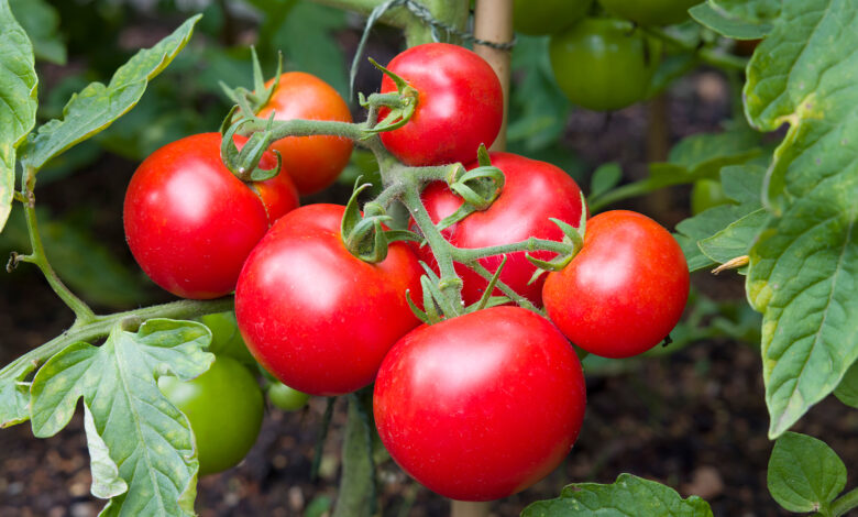 Yemeklerin, salataların olmazsa olmazı domates sağlık için son derece faydalıdır. İşte, domatesin birbirinden önemli 8 faydası...