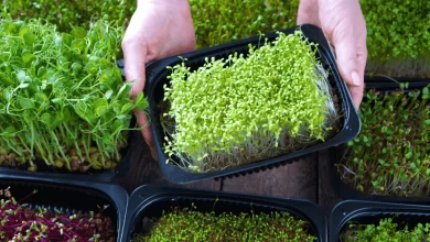 Mikro yeşillikler sağlık için son derece önemlidir. İşte, mikro yeşilliğin sağlığa olan faydaları...