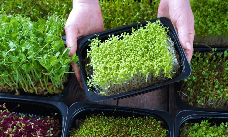 Mikro yeşillikler sağlık için son derece önemlidir. İşte, mikro yeşilliğin sağlığa olan faydaları...